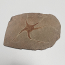 Schlangenstern Fossil